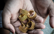 PRESIDENTIAL RING GOLD